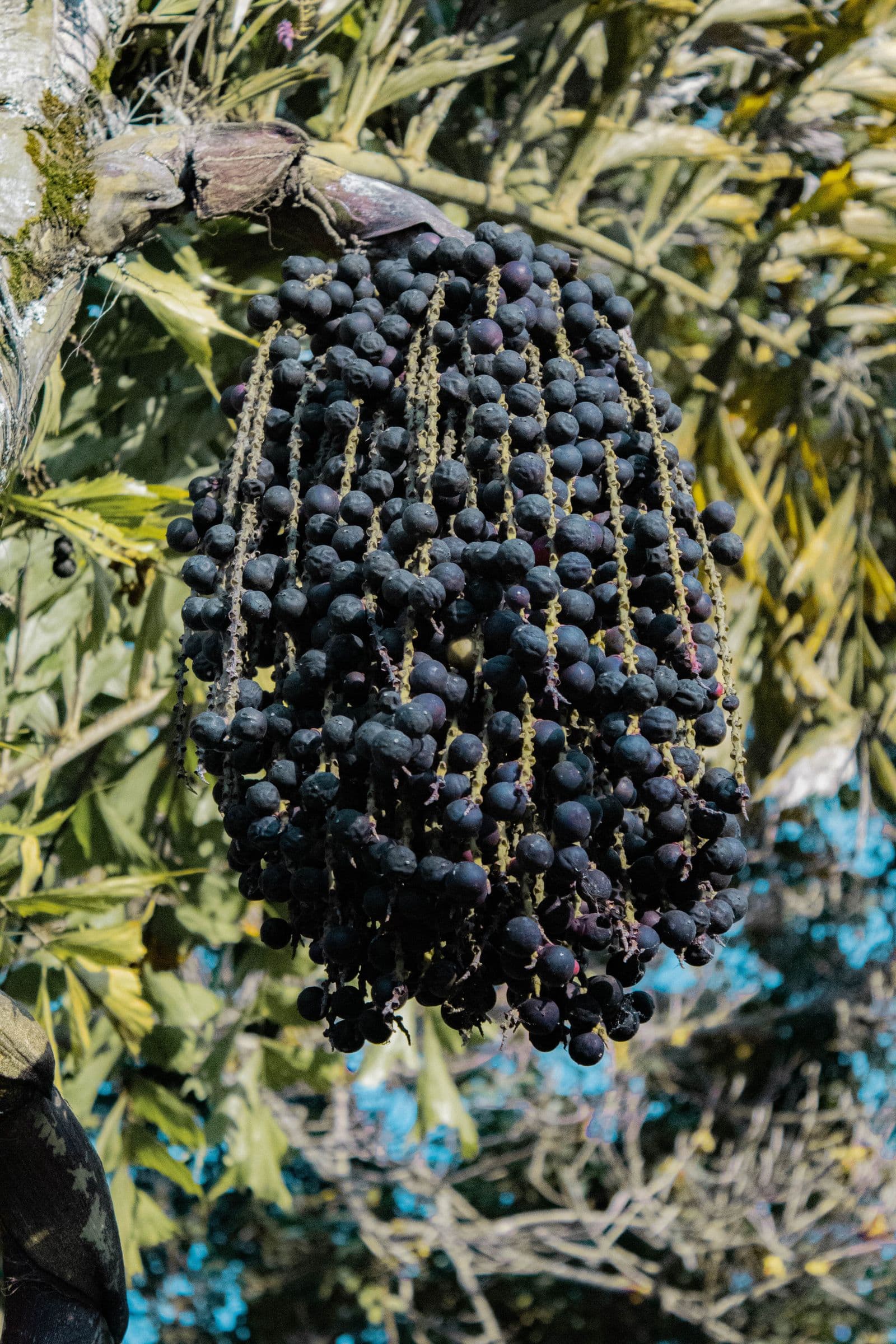 Racimo de açaí maduro colgando de la palma